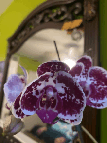 a close up of a purple and white flower with a mirror in the background