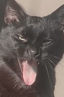 a black cat is yawning with its tongue hanging out