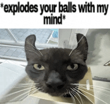 a picture of a cat with a caption that says " explodes your balls with my mind * "