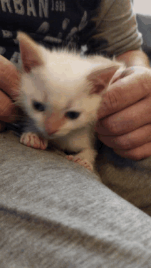 a person holding a small white kitten with a shirt that says ' urban 1889 ' on it