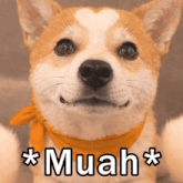 a dog with an orange scarf around its neck has the word muah written on it