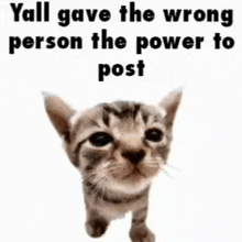 a kitten with the words `` yall gave the wrong person the power to post '' written on it .