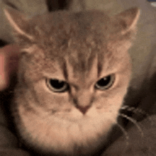 a close up of a cat 's face with a person holding it .