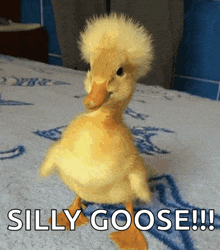 a picture of a duck with the words silly goose on it