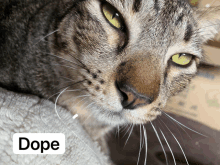 a close up of a cat 's face with a label that says dope on it