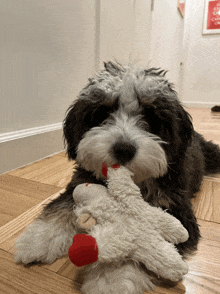 a black and white dog chewing on a stuffed animal on the floor