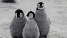 three baby penguins standing next to each other on a snowy surface