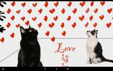 a black and white cat looking up at a wall with hearts and the words love is on it