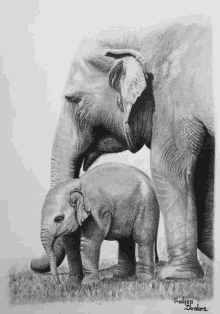 a black and white drawing of an elephant and a baby elephant by roddeep bermara