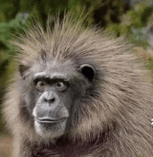 a close up of a chimpanzee with a very long haired head looking at the camera .