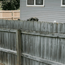 a dog is peeking over a wooden fence in front of a house