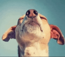 a close up of a dog 's nose and ears with its eyes closed