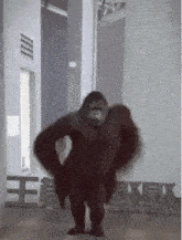 a gorilla is standing in front of a sign that says " king kong "