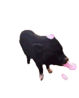 a black pig is standing on its hind legs with its mouth open