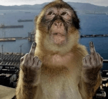 a monkey giving the middle finger with a harbor in the background