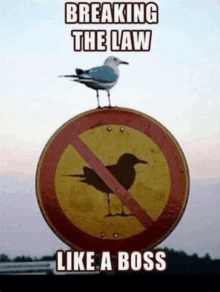 a seagull is perched on top of a no birds sign .