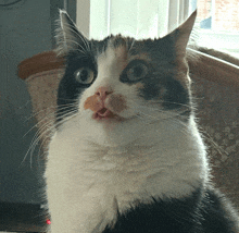 a close up of a calico cat with its mouth open