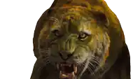 a close up of a tiger 's face with a white background
