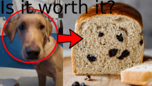 a dog next to a loaf of bread with raisins on it