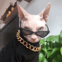 a hairless cat wearing sunglasses and a gold chain necklace