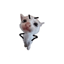 a white cat with a pink nose and black lines on its face is looking up at the camera .