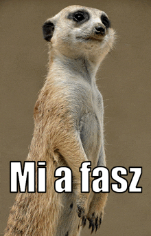 a meerkat with the word mi a fasz written on it