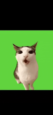 a cat is standing on a green screen and looking at the camera .