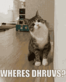 a cat is standing next to a wall with the words wheres dhruvs on it