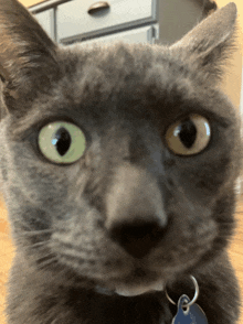 a close up of a gray cat 's face with a tag that says ' amanda ' on it