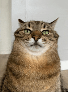 a close up of a cat with green eyes