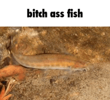 a fish is sitting on a rock with the words `` bitch ass fish '' written on it .