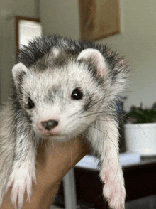 a person holding a small furry animal in their hand