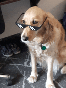 a dog wearing a pair of sunglasses with a checkered pattern on them