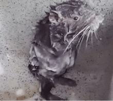 a close up of a wet rat in a bath tub