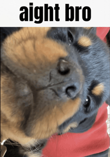 a close up of a dog with the words aight bro written above it