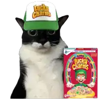 a black and white cat wearing a green and white lucky charms hat