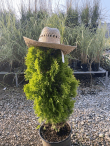 a straw hat is sitting on top of a plant