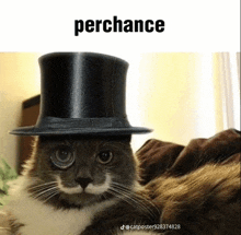 a cat wearing a top hat with the word perchance written above it