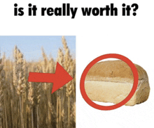 a picture of a field of wheat next to a loaf of bread with the question is it really worth it