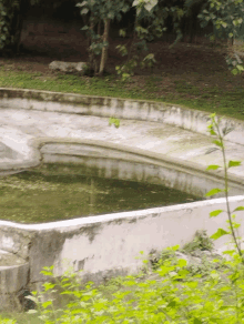 a pond with a white border is surrounded by trees