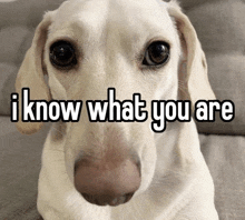 a white dog with the words " i know what you are " written on it