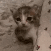 a close up of a kitten peeking out from behind a wall .