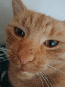 a close up of a cat 's face with a white whisker