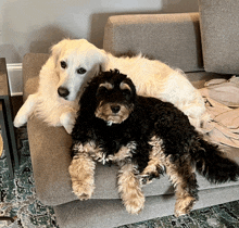 a white dog and a black dog are laying on a grey couch