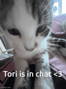 a close up of a cat with the words tori is in chat < 3 on the bottom