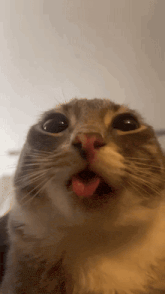 a close up of a cat with its tongue hanging out