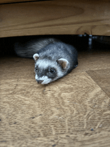 a ferret laying on a wooden floor under a table