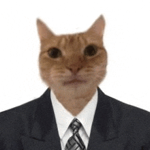 a cat is wearing a suit and tie with a human face .