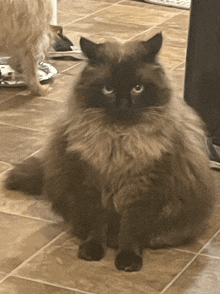 a cat sitting on a tiled floor with a dog in the background