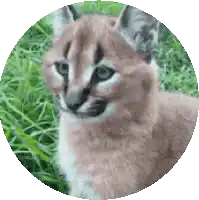 a close up of a cat 's face in a circle in the grass .